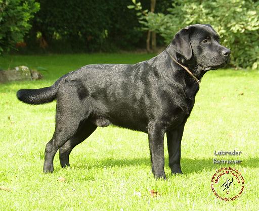 Labrador Retriever 9A054D-09.JPG